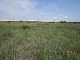 Image result for Chascanum adenostachyum