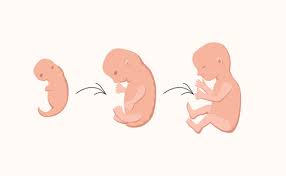 Image result for First Trimester Education