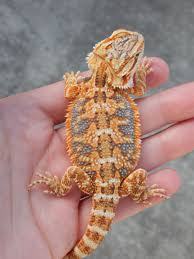 Baby Black Bearded Dragon For Sale Kids And Dragons Breeder Tigers Are So Cool Baby Bearded Dragon Bearded Dragon Care Bearded Dragon