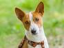 Basenji Puppies for Sale - PuppyFind