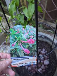 Image result for Jasminum beesianum