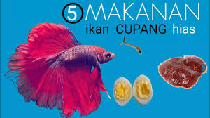 Pertumbuhan ikan cupang akan melaju dengan cepat dengan pemberian cacing sutra secara teratur, hanya saja cacing sutra ini akan. 5 Pakan Cupang Agar Warnanya Bagus Youtube