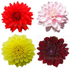 Get ftd® flower delivery today! Dahlia Dahlia Flower Dahlias For Sale Red Dahlia Wholesale Flowers