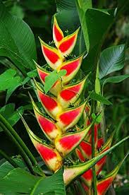 Many have difficulty with cold temperatures but they are strikingly beautiful. Amazon Com Heliconia Wagneriana Rainbow Plant Spectacular Amazing Colors Rare 5 Seeds Garden Outdoor Plants Tropical Flower Plants Ginger Flower