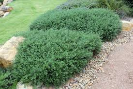 Fortunately, there are some durable ground cover plants that will thrive under these rigorous conditions. Australian Native Shrubs And Groundcovers Range Ozbreed