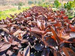 Image result for Acalypha