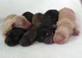 We did not find results for: Cream Dachshund Pets And Animals For Sale Texas