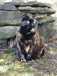 Tortoiseshell Cat Wikipedia