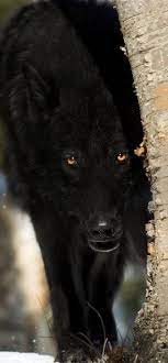 Black Wolf Beautiful While Still Slightly Freaking Me Out As I Remember My Old Big Bad Wolf Fear I Still Love Wolves Th Animals Animals Beautiful Black Wolf
