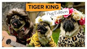 Puppies come with health guarantee and will receive a vet health exam at 6 weeks of age. Tiger King Pug Edition Doug The Pug Youtube