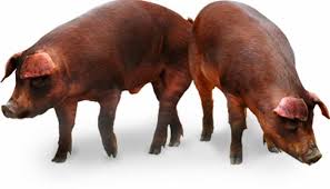 Duroc Pig