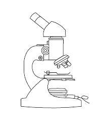 This forms the top portion of the microscope, known as the head. Easy Pencil Drawing Easy Compound Microscope Diagram Novocom Top