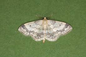 Image result for Idaea biselata