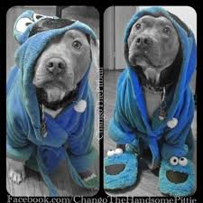 So Cute Do You Love Them Pitbullmix Pitbullinstagram Pitbulllover Pitbullgram Pitbulllovers Pit Cute Animals Cute Puppies Cute Pitbulls