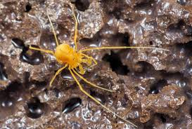 Image result for Rothmannia macrosiphon