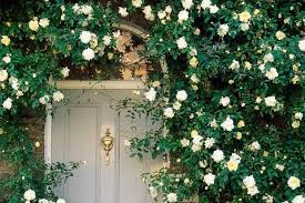 Unlike other vines, the climbing hydrangea will continue to bloom in partial shade and also grows well in sun or full shade. Climbing Plants That Love The Shade Shade Plants Climbing Plants Shade Garden Plants