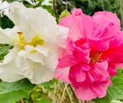 Image result for Hibiscus mutatus