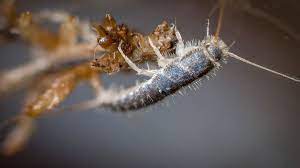 It's also a good time to get a yearly inspection for invasions from other things like termites and rodents. Silverfish Features Life Cycle Effects And Pest Control Dengarden