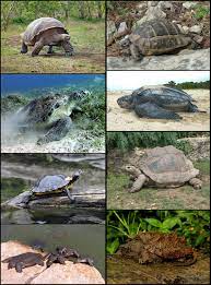 Kura kura dan penyu berkembang biak dengan cara. Kura Kura Wikipedia Bahasa Indonesia Ensiklopedia Bebas
