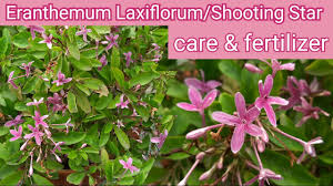 Image result for Eranthemum laxiflorum