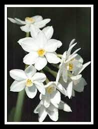 Greek Mythology Narcissus And Echo Interpretation And Psychoanalytical Corollaries Birth Flower Tattoos Narcissus Narcissus Tattoo