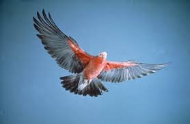 Australian Birds In Flight Images Galah In Flight Australian Museum Australian Birds Galah Cockatoo Australian Animals