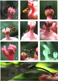 Image result for Symphonia globulifera