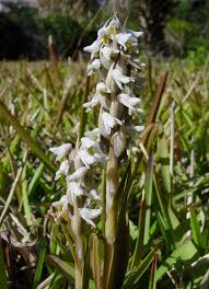 Image result for Triceratorhynchus viridiflorus