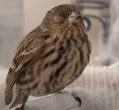 Salmonella circulates regularly at low levels in the wild bird population, and sporadic outbreaks involving large numbers of sick and dead birds are periodically encountered. Sick And Dead Birds Showing Up Around Backyard Feeders As Salmonellosis Outbreak Worsens Laptrinhx News