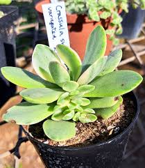 Image result for Crassula alsinoides