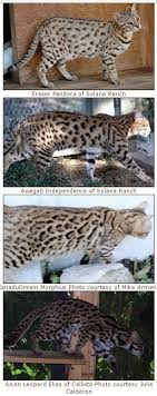 We did not find results for: Bengal Cat Rosettes And Spots