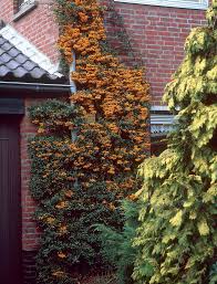 Image result for Pyracantha coccinea golden charmer