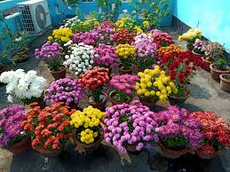 Let's review the growing most rooftops are full sun growing situations. Rooftop Garden Home Facebook