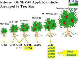 Plus, if you do not pluck the fruit and let it become dry and. Apple Edible Landscaping Edible Landscaping Apple Vegetable Garden Design