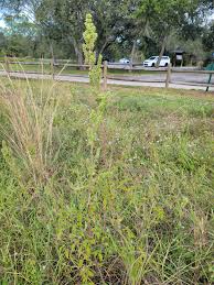 Image result for Mesosphaerum pectinatum