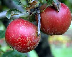 Ipm programs take advantage of all appropriate pest management strategies. Apple Malus Spp Fruit Russeting Pacific Northwest Pest Management Handbooks