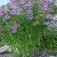 New England Aster Pictures Flowers Leaves And Identification New England Foliage Butterfly Garden Plants California Native Plants