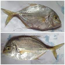 Maybe you would like to learn more about one of these? Amie S Little Kitchen Kenali Pelbagai Jenis Ikan Di Pantai Timur Sabah