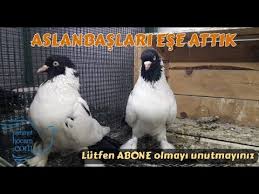Aslanbas Guvercinler Ciftlesti Disi Cok Kizgin Youtube