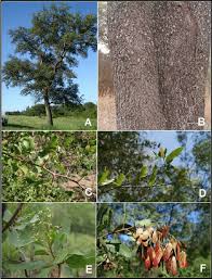 Image result for Schinopsis