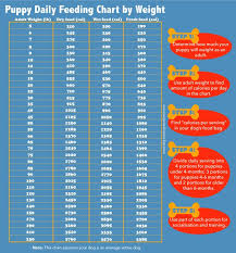 Puppy Feeding Schedule Look At The Chart Follow The Tips