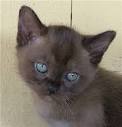 Burmese Kittens for Sale - Adoptapet