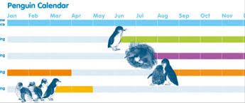 Most males and females reach sexual maturity at age three. Little Blue Penguins Home