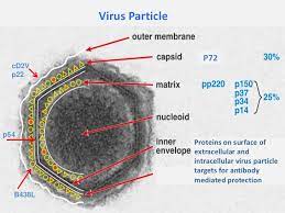 It is believed that the disease was initially brought from east africa to georgia by contaminated pig products. Current Approaches For African Swine Fever Virus Vaccine Development