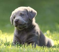 Jun 17, 2021 · labrador retriever puppies for sale near nashville, tennessee, usa, page 1 (10 per page) puppyfinder.com is your source for finding an ideal labrador retriever puppy for sale near nashville, tennessee, usa area. Silver Labrador Breeders Silver Lab Puppies Charcoal Lab Puppies Tennessee Silver Lab Puppies Lab Puppies Labrador Retriever Quotes