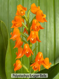 Image result for Polystachya winigeri