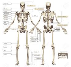 a diagram of the human skeleton with titled main parts of the