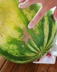 Learn how to pick a perfectly ripe watermelon at the store or farmers' market. Watermelon How To Find The Perfect Watermelon Tangled With Taste