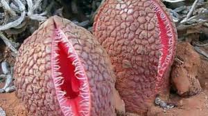 Image result for Hydnoraceae