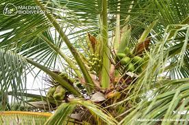 This region is part of the great sundarbans and covers a national park, tiger reserve and a biosphere reserve. Details Maldives Bio Diversity